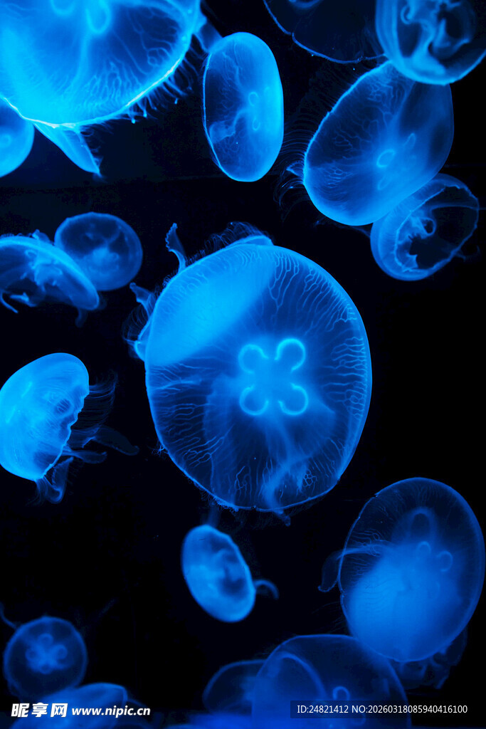梦幻蓝色水母群