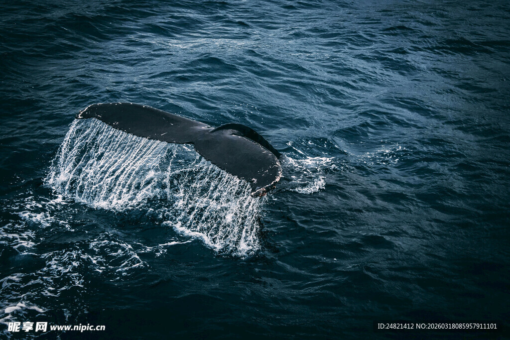 鲸鱼尾鳍破水瞬间