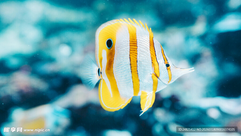 条纹黄白小鱼水中游