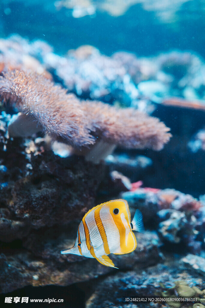 珊瑚礁旁的条纹小鱼