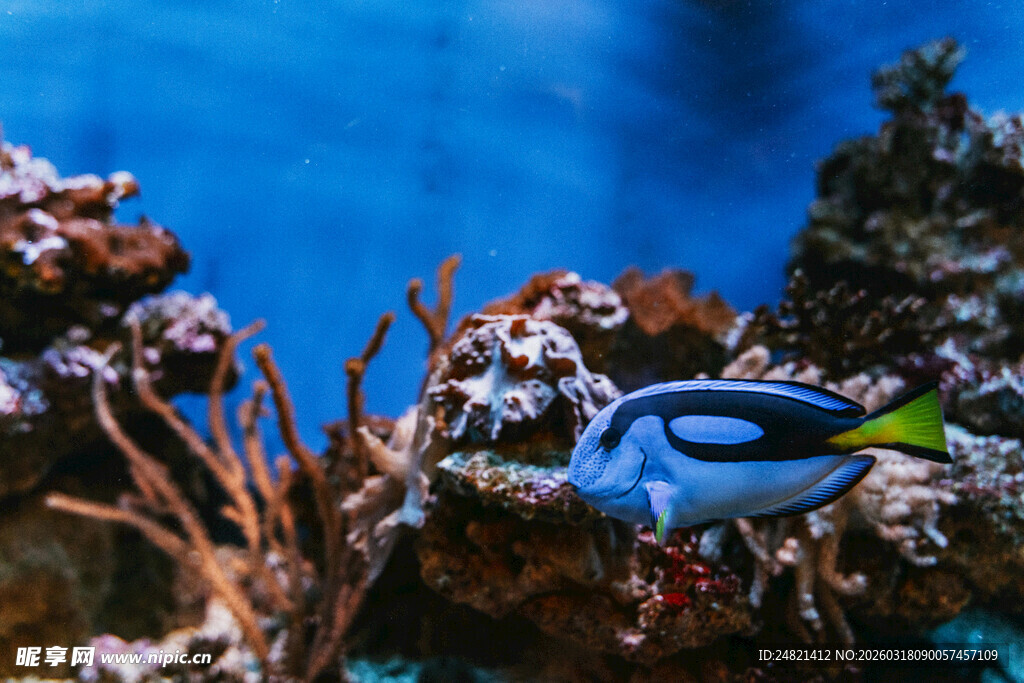 海底蓝鱼游弋于珊瑚间