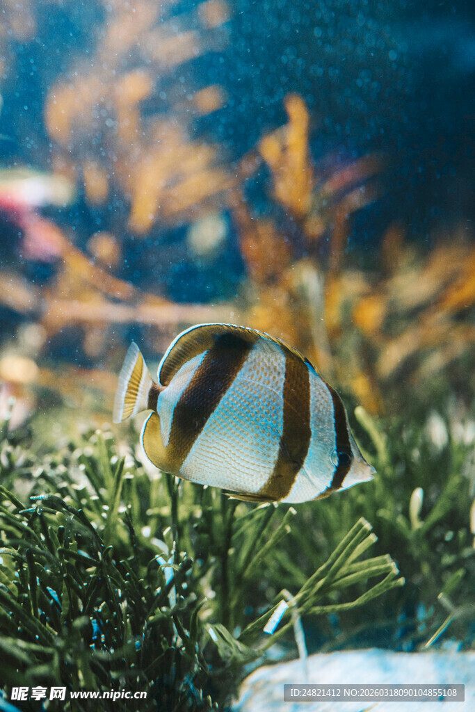 水中条纹鱼悠游于水草间