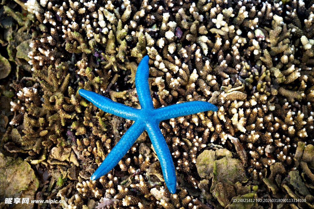 蓝色海星置身多彩贝壳间