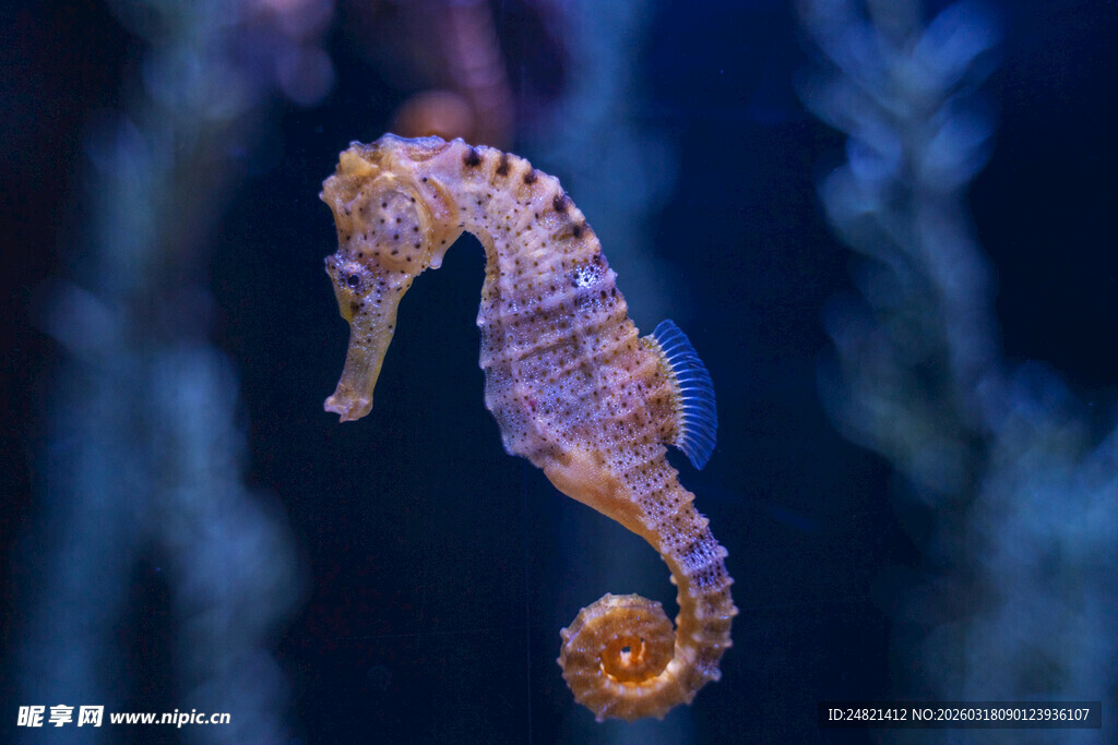 梦幻色彩的海马特写