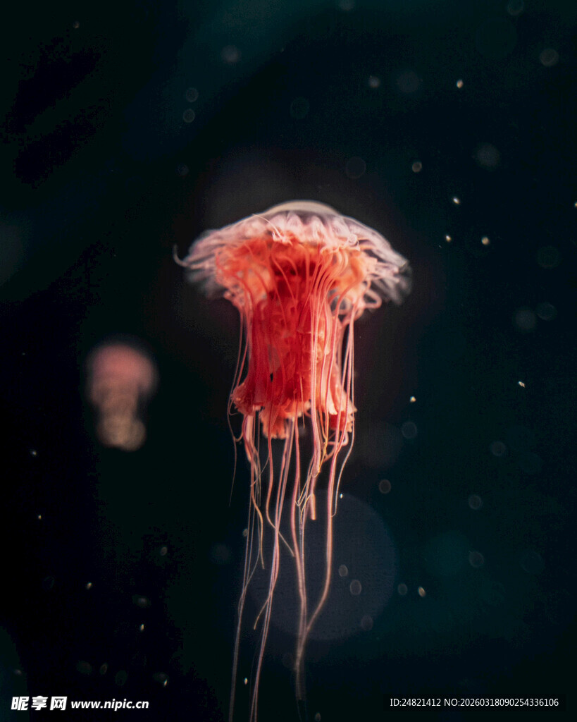 梦幻红色水母在水中摇曳