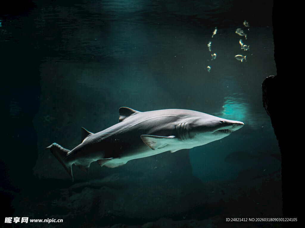 深海中的优雅海豚