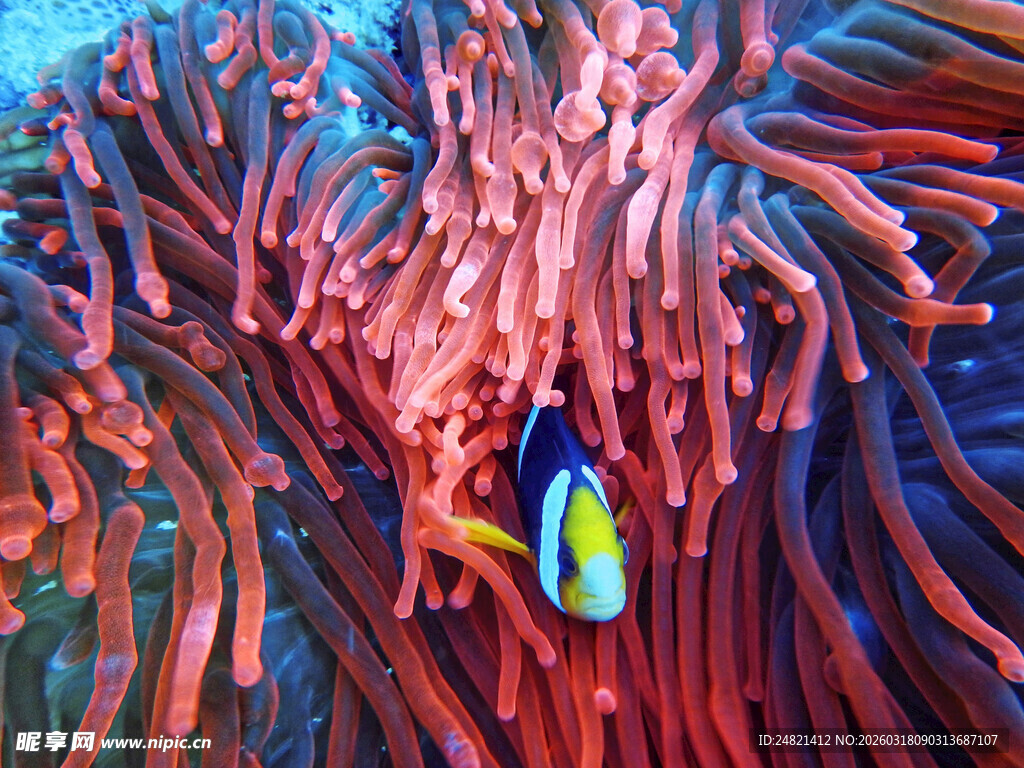 海底珊瑚丛中的斑斓小鱼