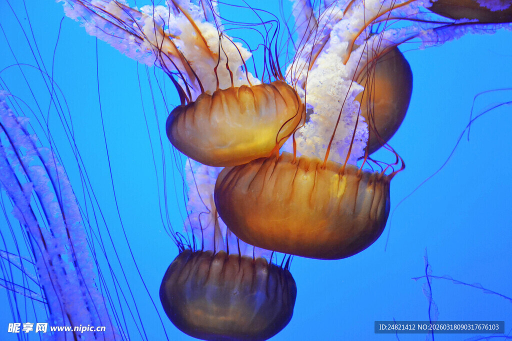 梦幻水母在水中优雅舞动