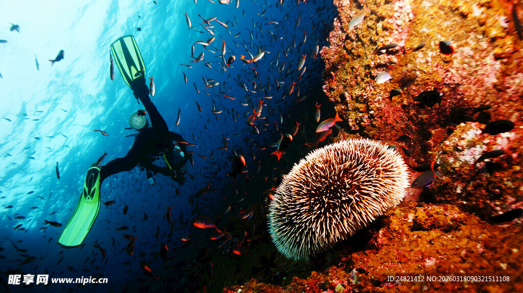 潜水者邂逅海底海胆
