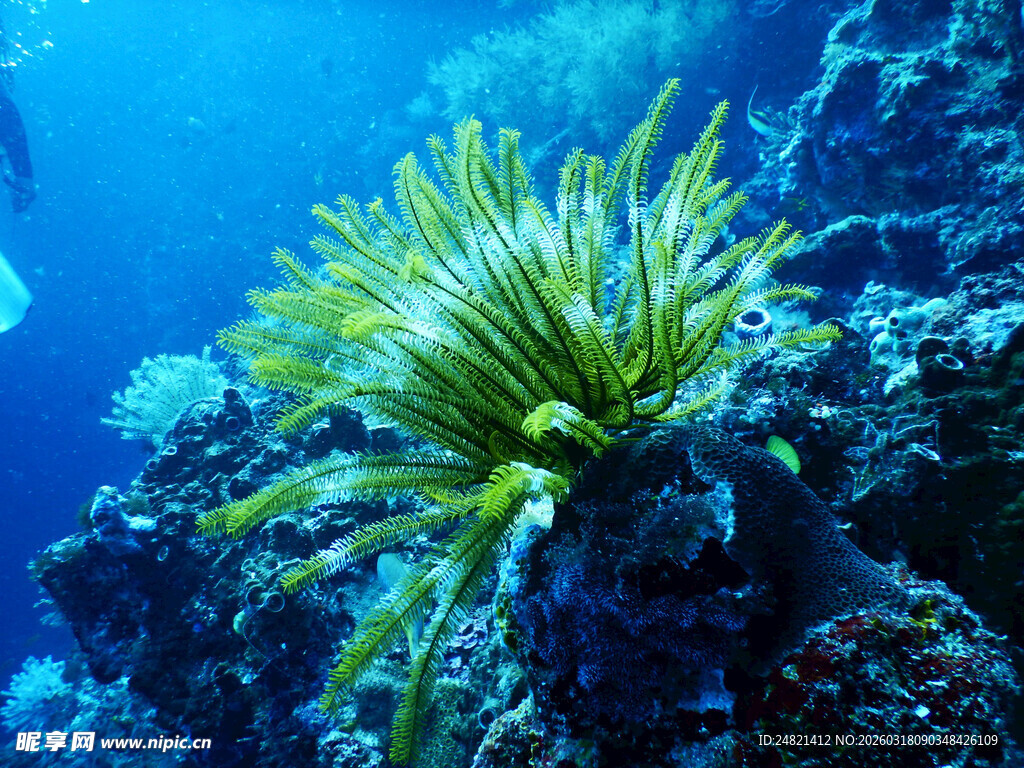 海底美丽海葵景观