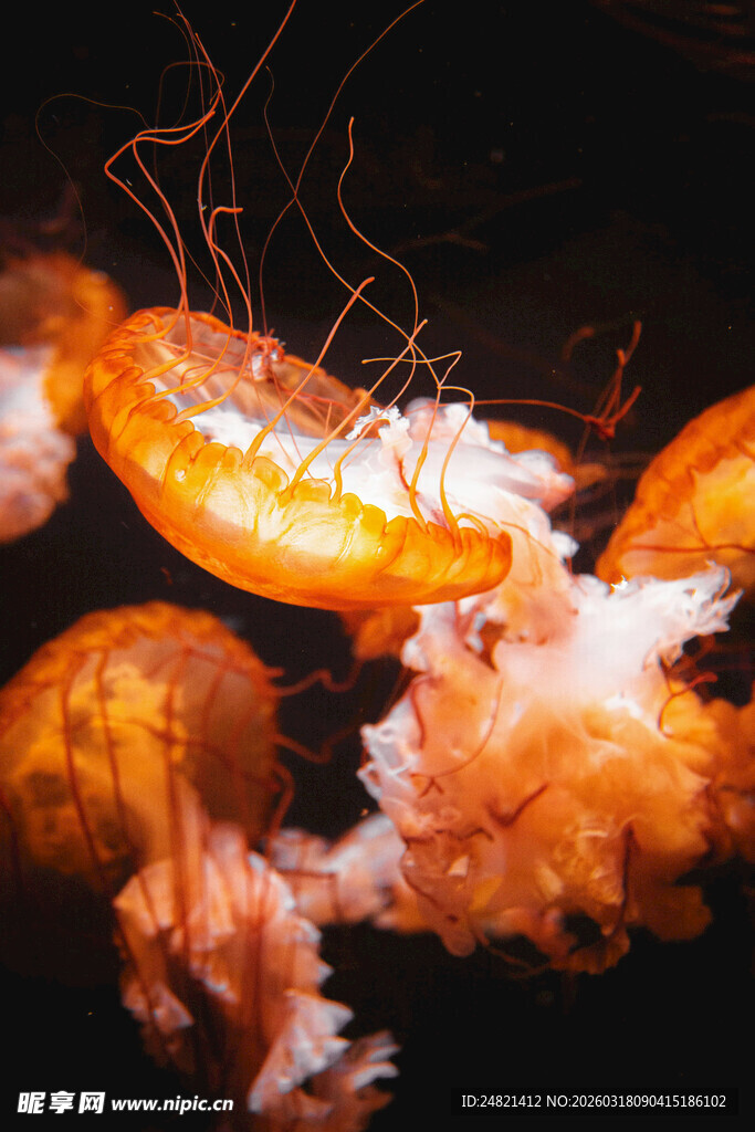 美味剥开的鲜虾特写