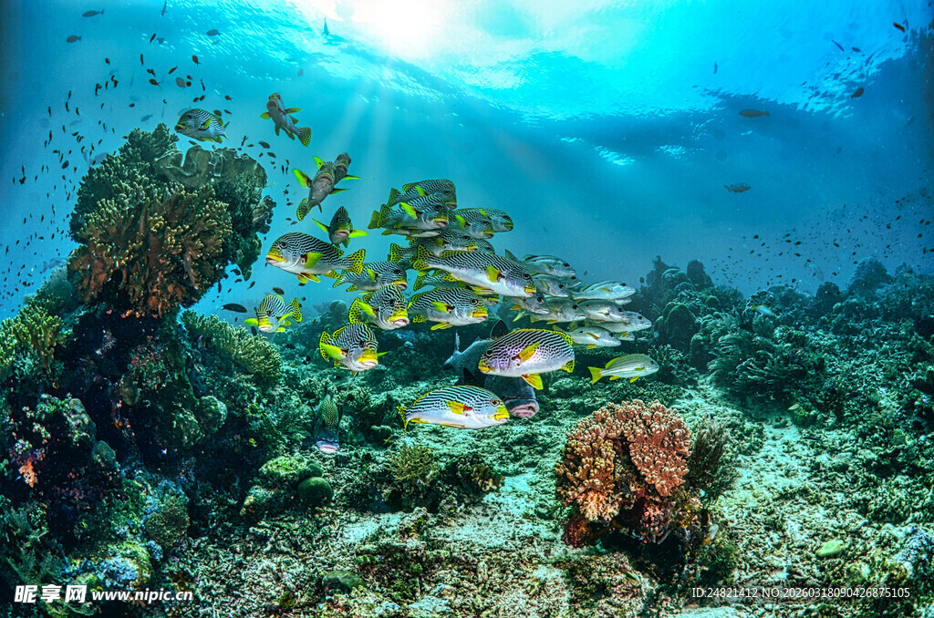 海底斑斓珊瑚与多彩鱼类