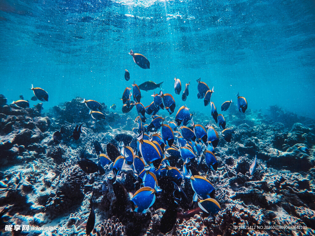 海底蓝鱼群游于珊瑚间