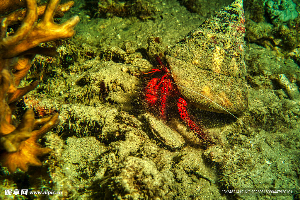 岩石上的红色昆虫