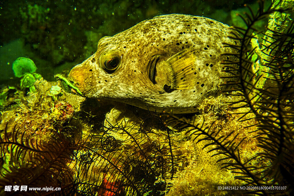 海底伪装的章鱼