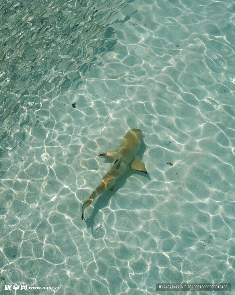 浅水中的鲨鱼