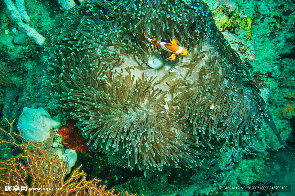 海底海葵与小鱼的奇妙景象