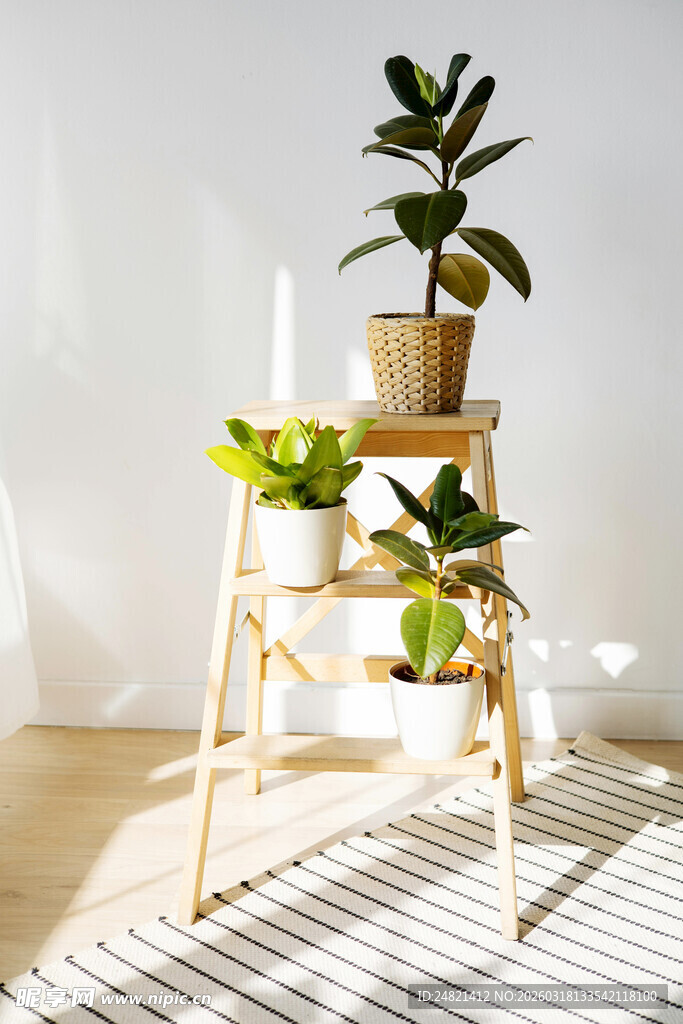 简约木质花架上的绿植