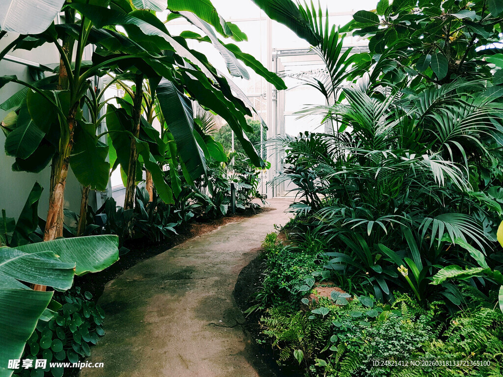 热带雨林风的植物小径