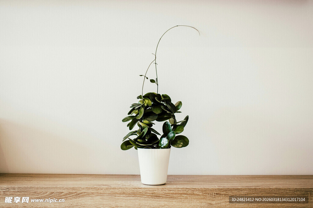 简约风盆栽置于木质台面上