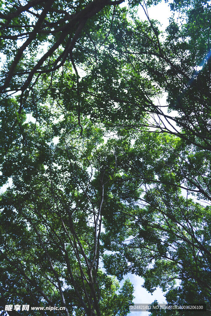 茂密森林树冠景象