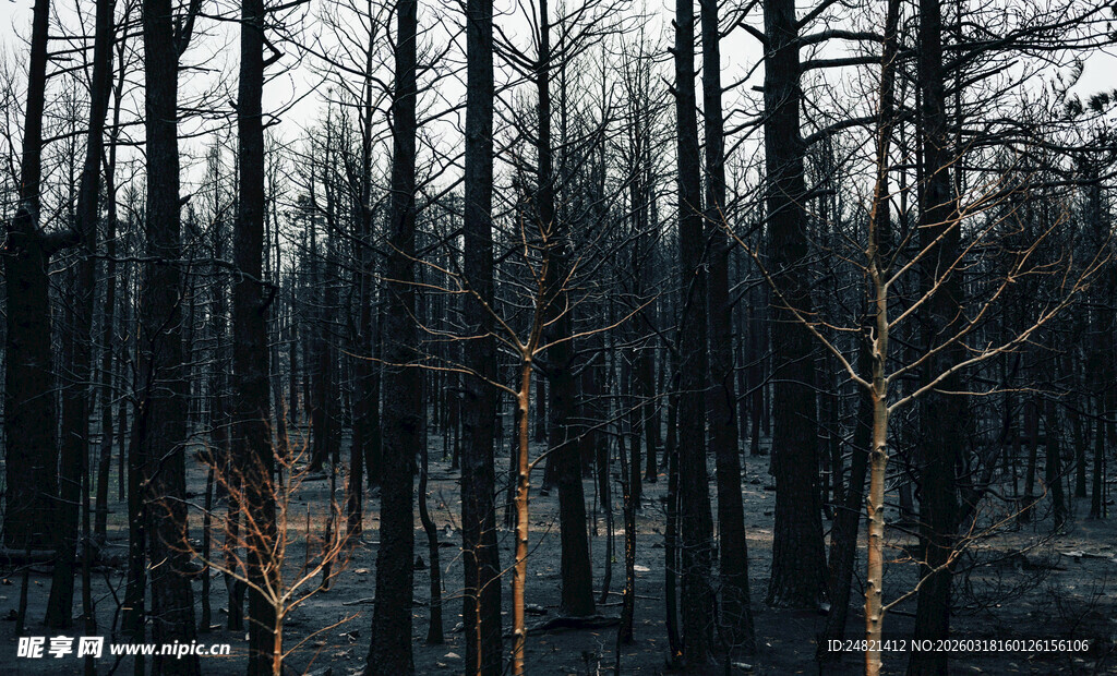 冬日枯树林的萧瑟景象