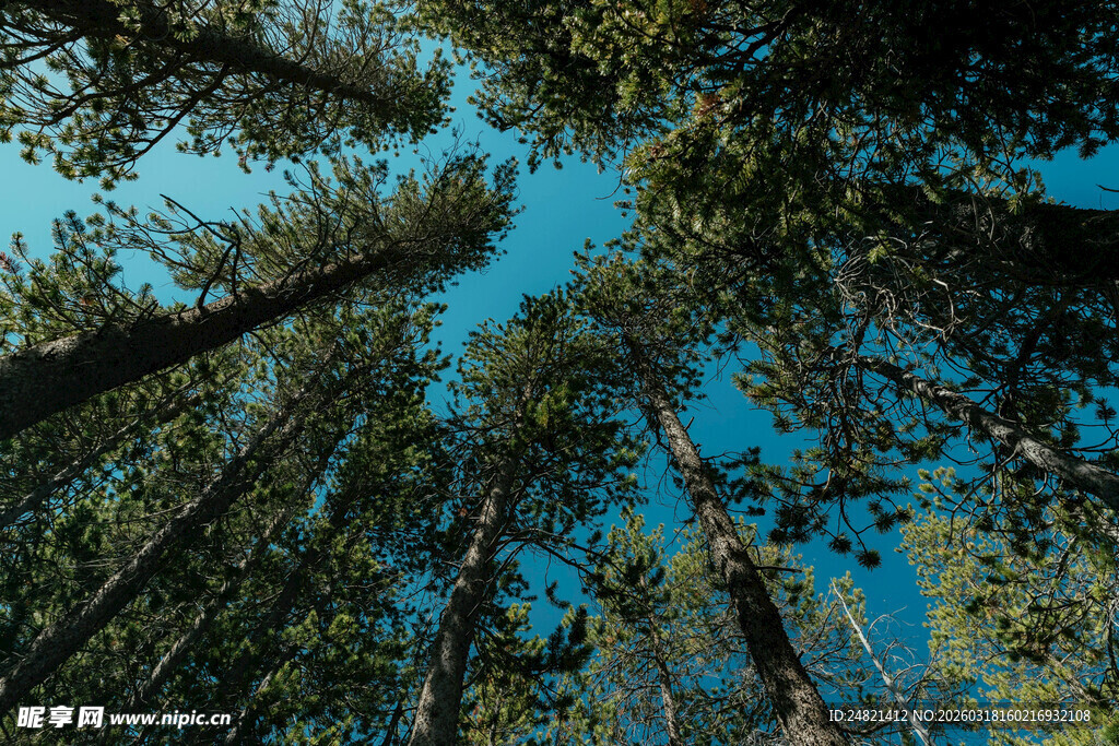 仰望森林高耸入云的树木