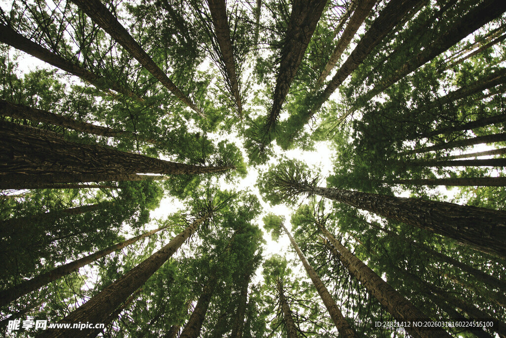仰视茂密森林树冠景象