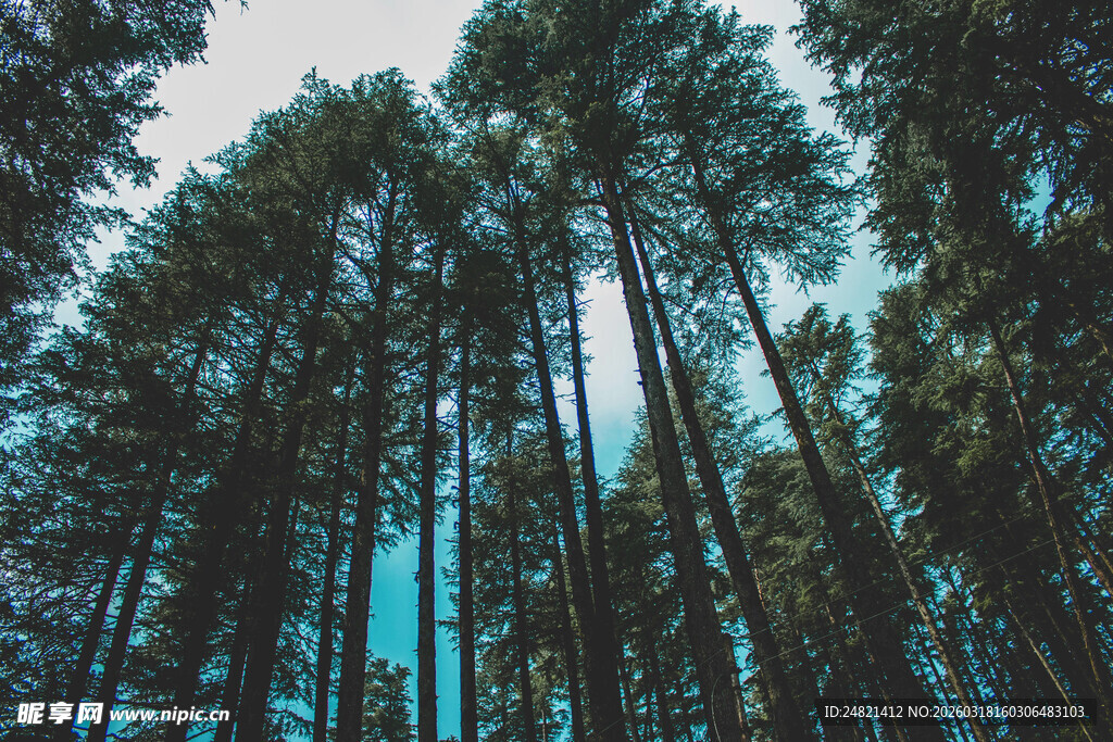 高耸入云的松林景观