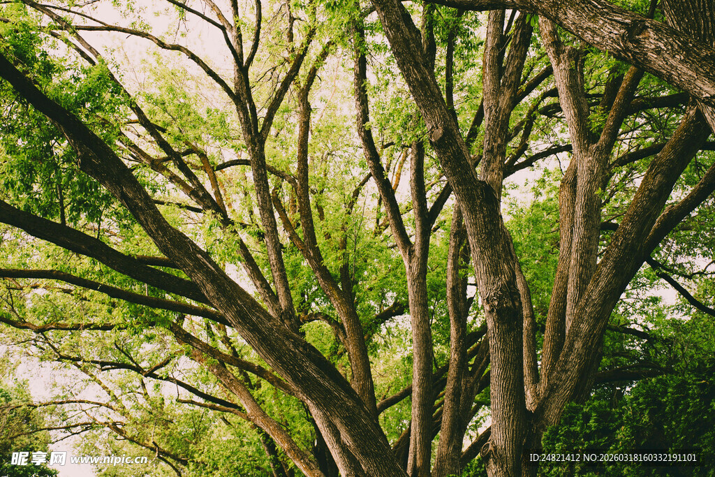 繁茂树枝