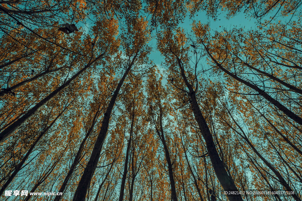 森林树木纹理的独特景观