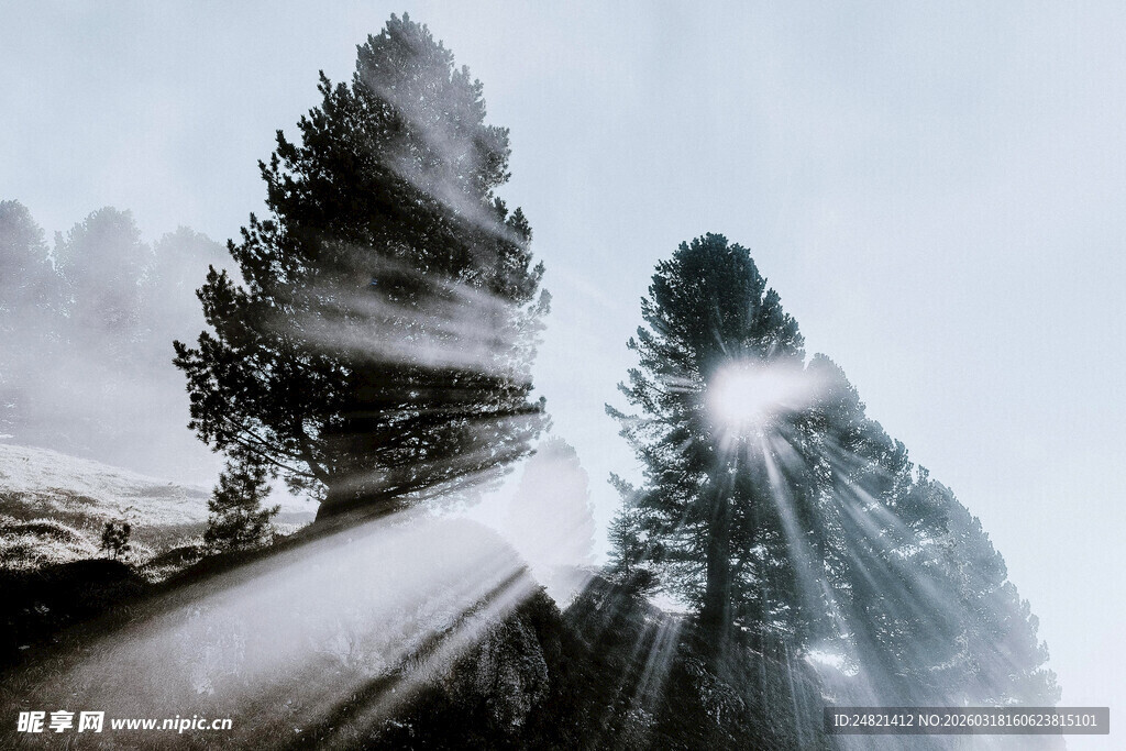 林间雾霭中的挺拔树木