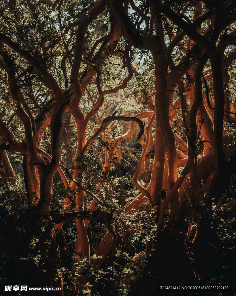 奇幻红棕色树林景观