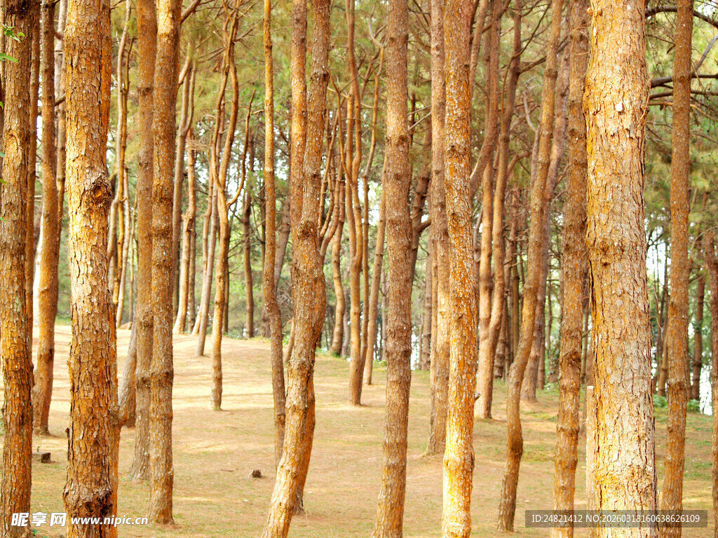 林间光影下的笔直树木