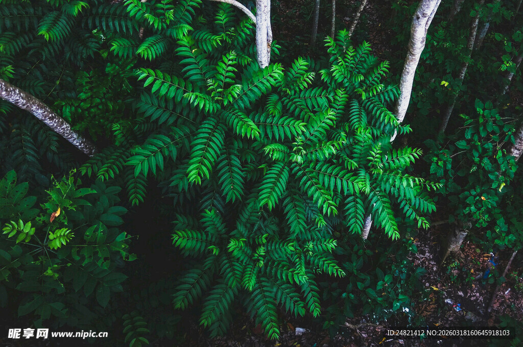 茂密丛林中的翠绿植物