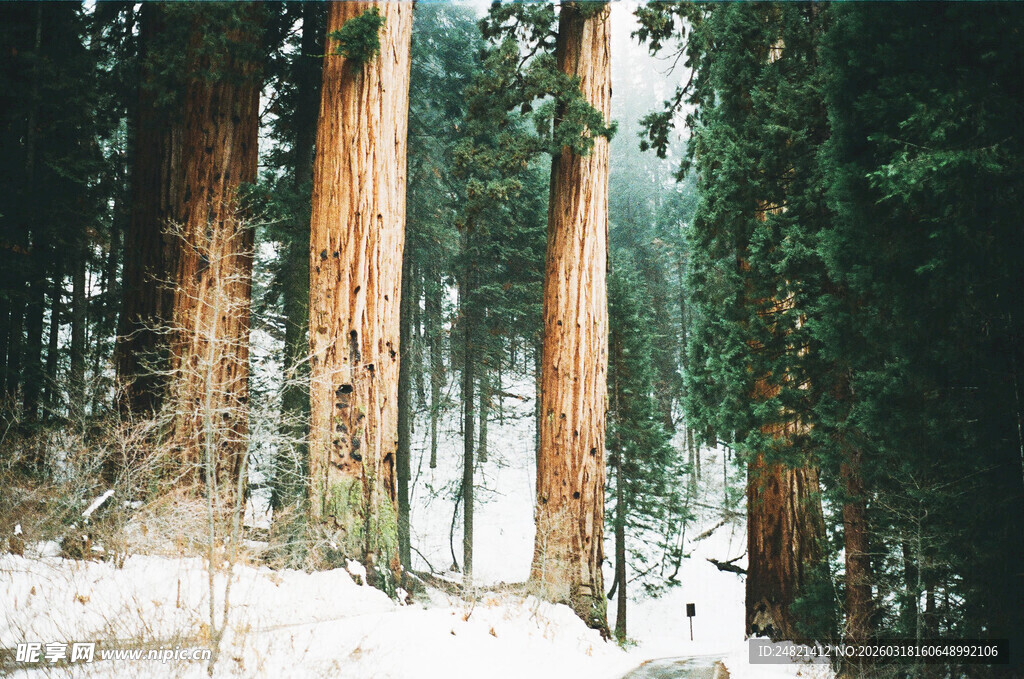 雪覆森林中的高大树木