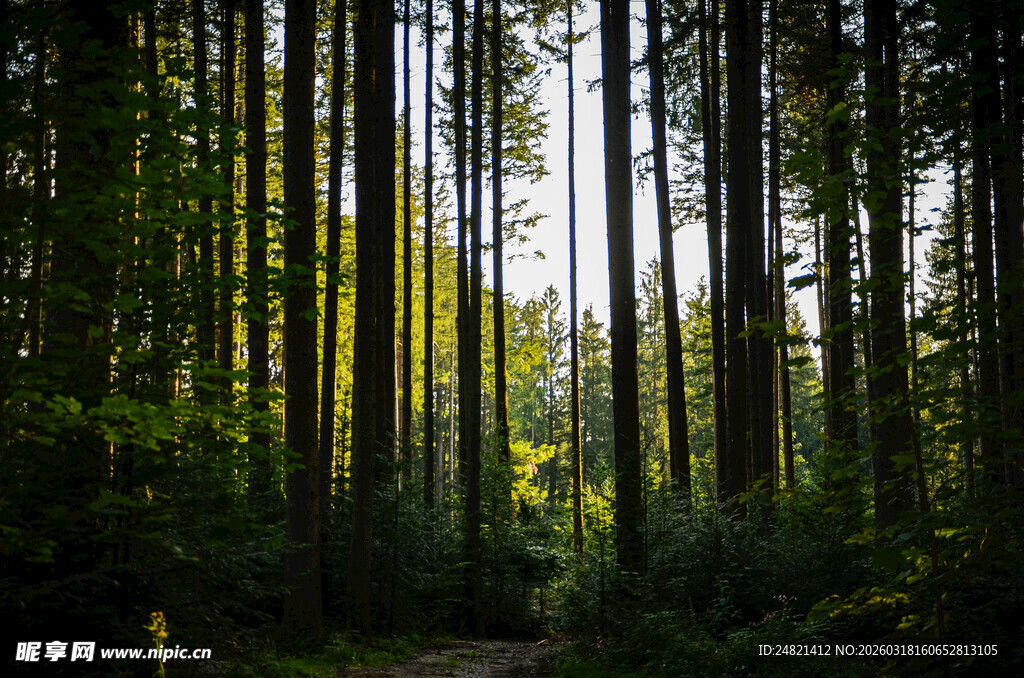 阳光洒落的静谧森林小径