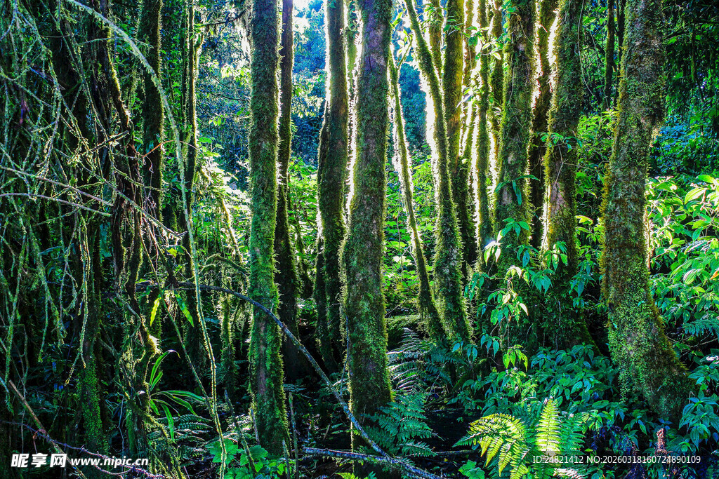茂密丛林中的葱郁绿色世界