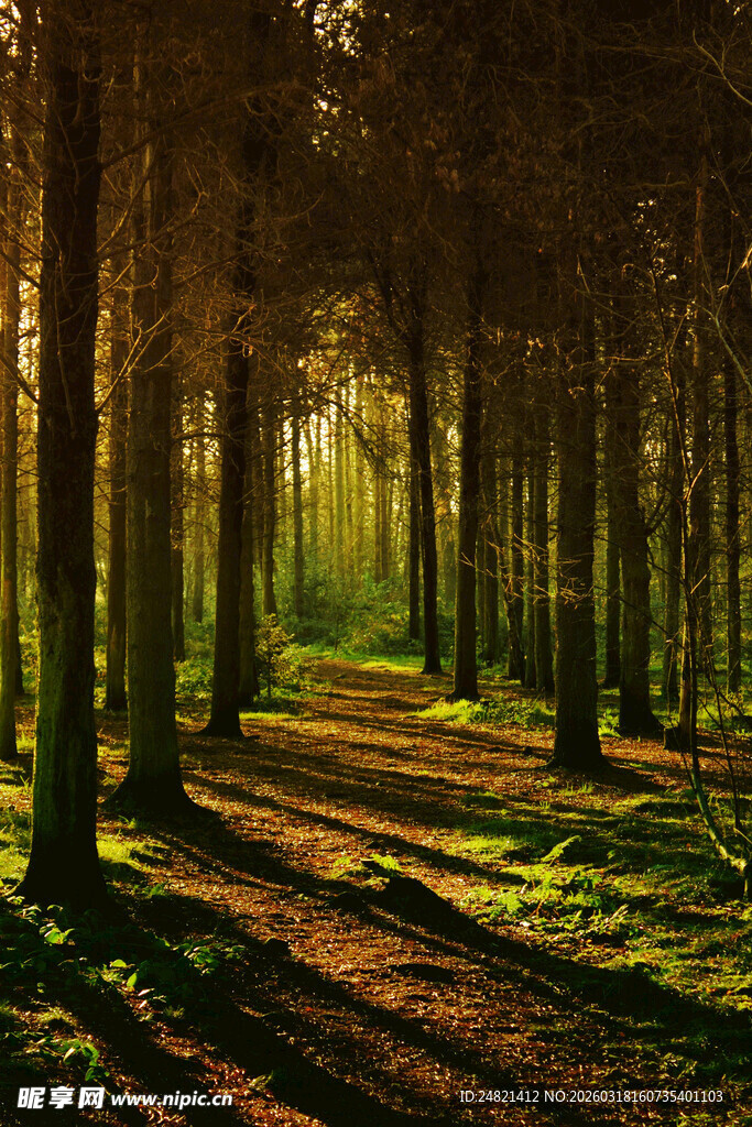 阳光洒落的静谧林间小道