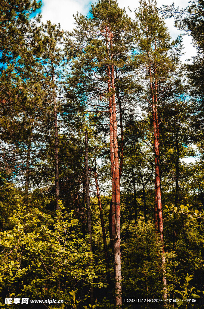 茂密森林中的挺拔树木