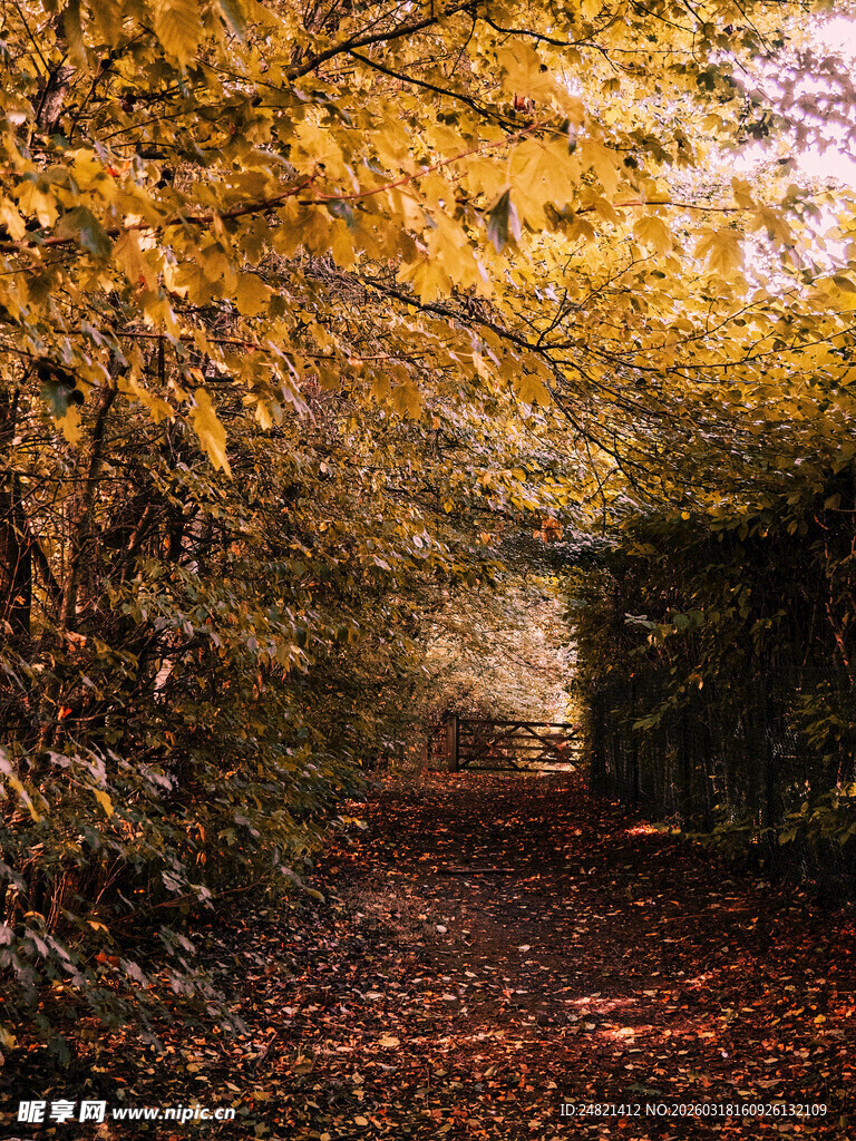 秋日林间小径的斑斓美景