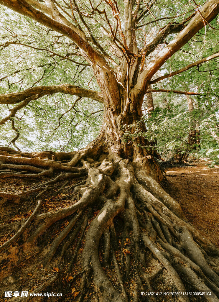 盘根错节的古老大树