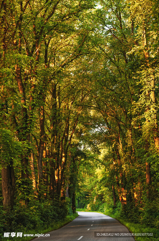 林间阳光洒落的静谧道路