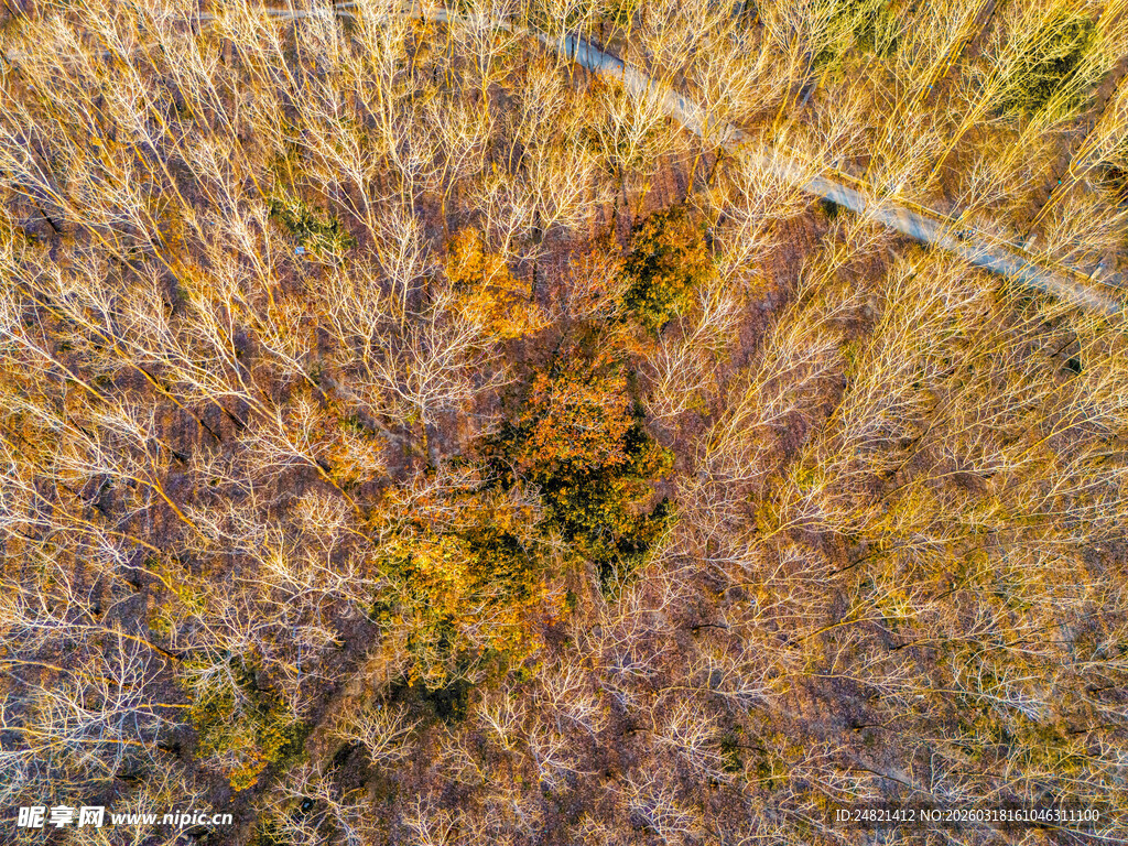 秋日森林俯瞰美景