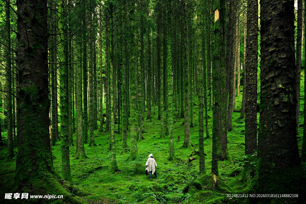 森林秘境中的孤独身影