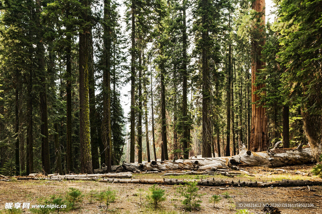 茂密森林中的开阔林间空地