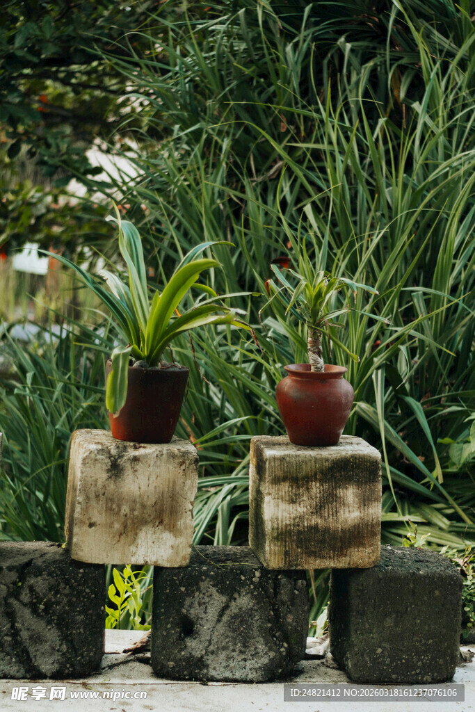 木桩上的盆栽绿植
