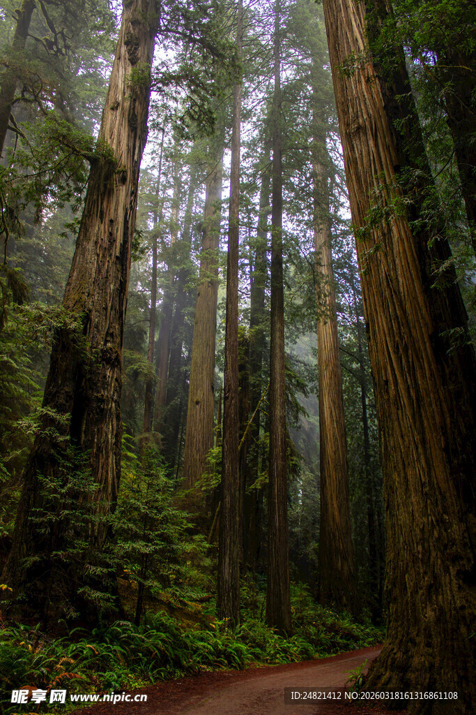 森林中的幽静小路