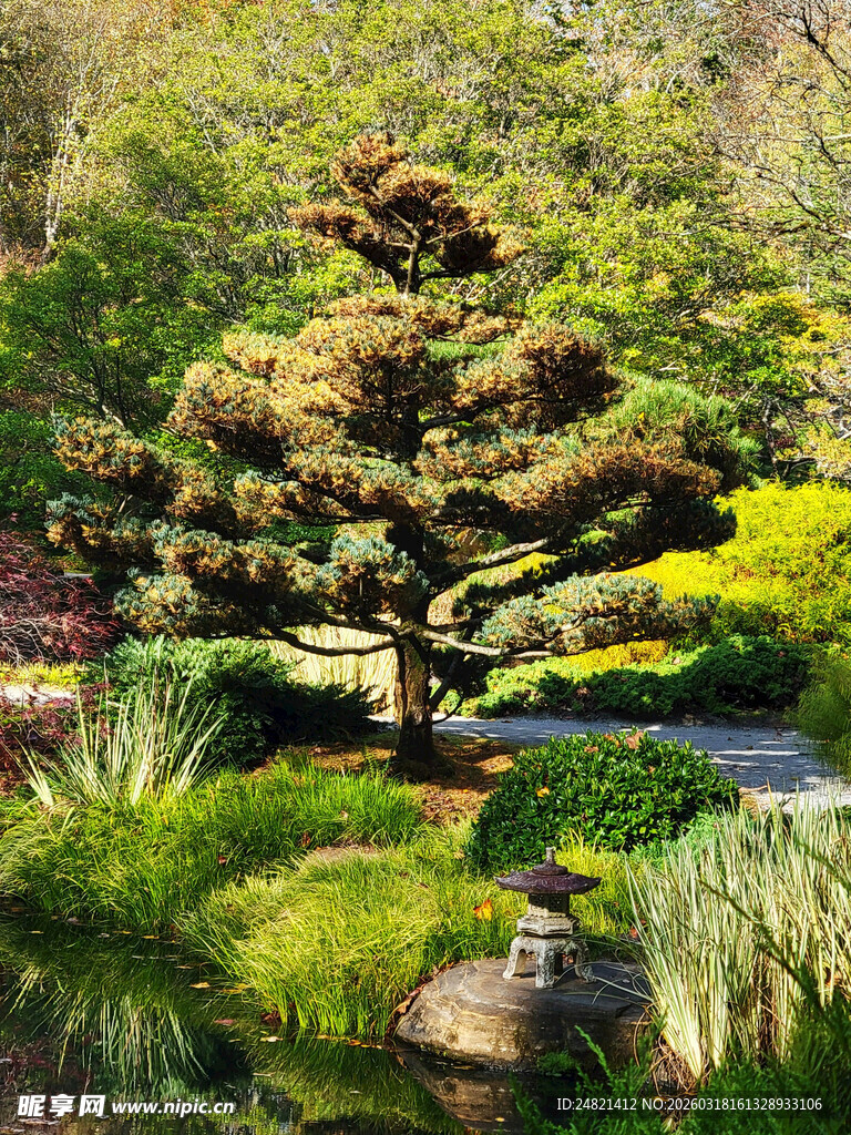 日式园林景观中的精致绿植