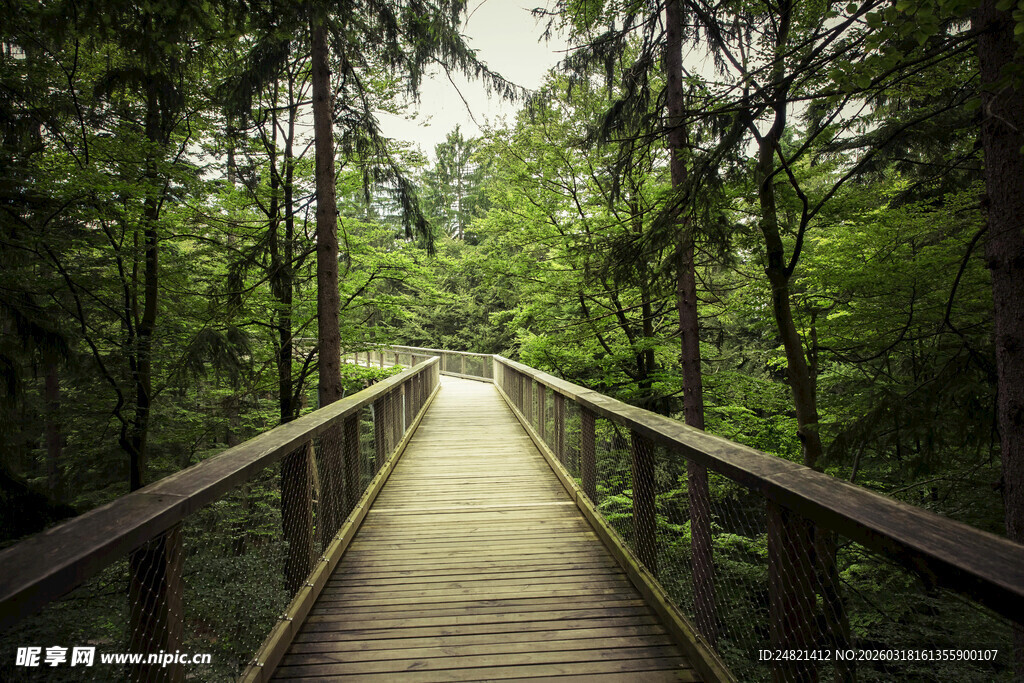 林间木栈道